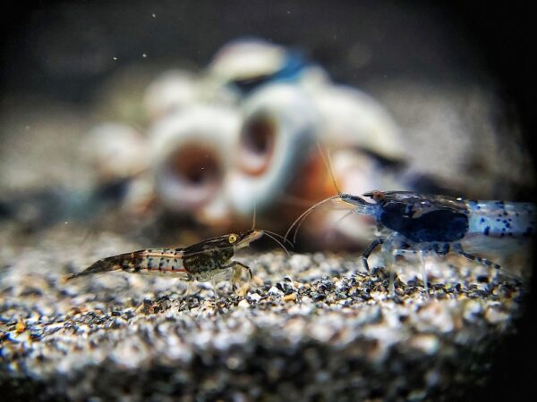 Zwerggarnelen_Neocaridina-davidi-Carbon-Rili.jpg