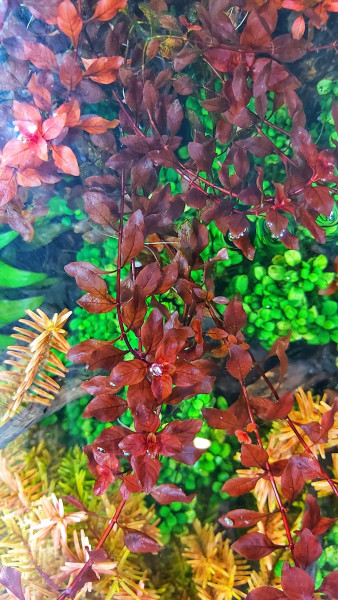 Ludwigia Palustris Mini Super Red - rote Ludwige mini