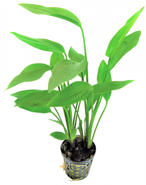 Echinodorus Parviflorus - schwarze Schwertpflanze