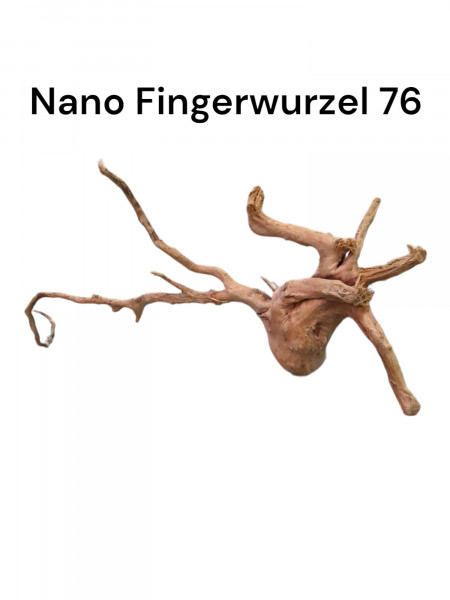 Nano Fingerwurzel Wurzelholz für kleine Aquarien, nanoaquarium oder Scapertank online bestellen im shop