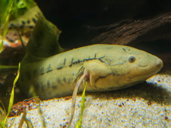 Protopterus dolloi - Kongo-Lungenfisch