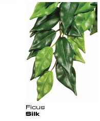 Ficus - Seidenpflanze