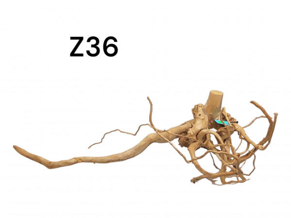 Fingerwurzel Z36 Moosbäumchen, Moosbaum, Wurzelholz, Wurzel für das Aquarium