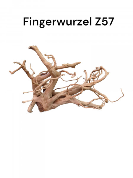Fingerwurzel Z57 Wurzelholz, Wurzeln, Dekoration für das Aquarium online günstig kaufen
