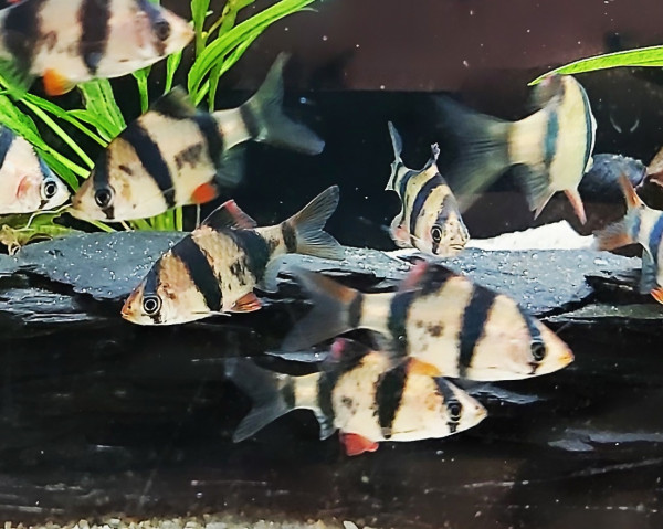 Puntius tetrazona die Sumatrabarbe für schäne Aquarien mit Asiatischen Fischen