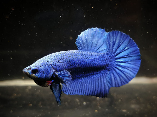 rüdiger, ein junger und blauer wunderschöner Kampffisch Halfmoon 