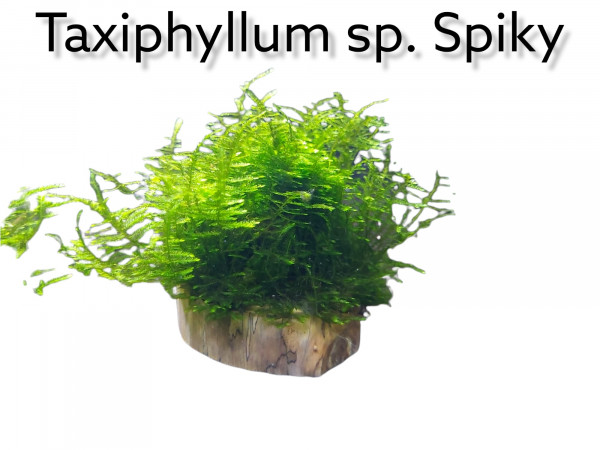 Taxiphyllum spec. Spiky - Spiky Moos, Aquariummoos kaufen, spiky moos kaufen