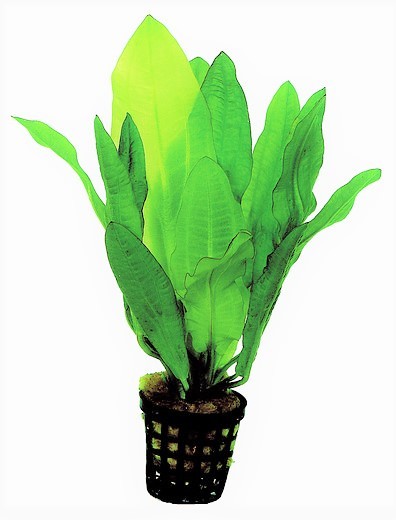 Echinodorus major-Gewelltblättrige Schwertpflanze, Amazonas, Wasserpflanze