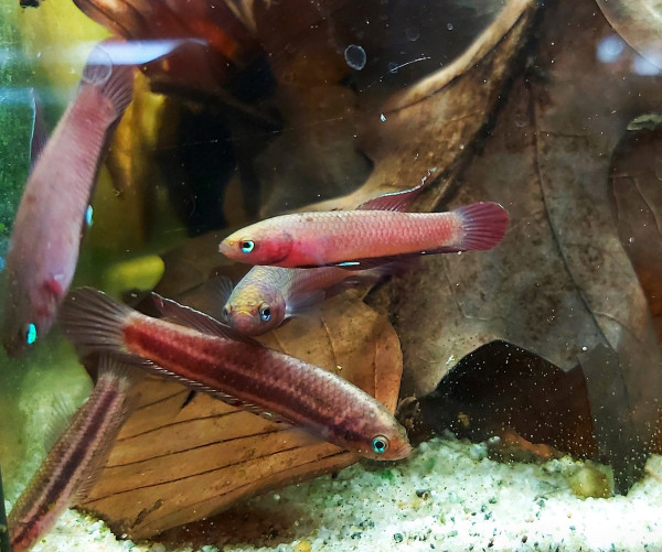 Betta rutilans - roter Zwergkampffisch mit Laub im Aquarium