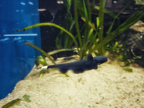 Apteronotus albifrons kaufen der Weißstirn Messerfisch im Aquarium