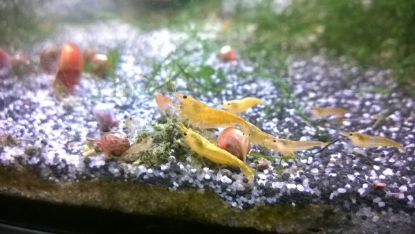 Orange Fire Garnele die orangene Zwerggarnele im Aquarium mit Posthornschnecken