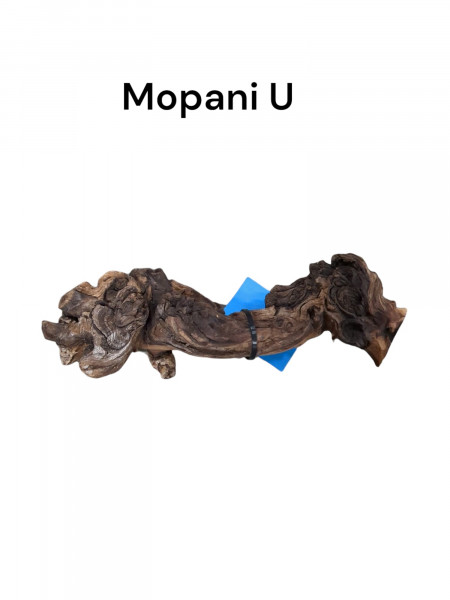 Mopani U Mopaniewurzel als Aquariumwurzel für dein Aquariumprojekt.