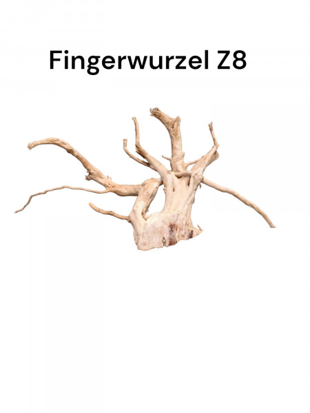 Fingerwurzel Z8 Flusswurzel, Wurzel für Zierfische und Wels im Aquarium und als naturnahe Dekoration im Aquarium und Terrarium