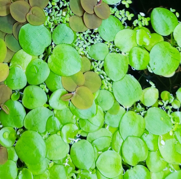 Froschbiss Schwimmpflanze für dein Aquarium kaufen