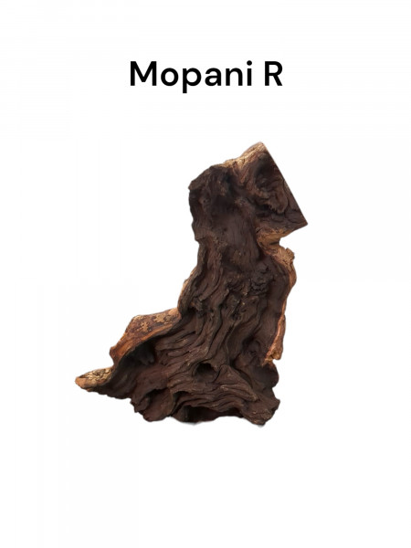 Mopani als Huminlieferant, Versteck und Dekoration in deinem Aquarium