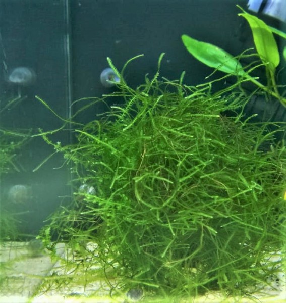 Javamoos - Taxiphyllum barbieri im aquarium mit schnecke