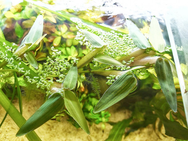 Hygroryza aristata - Schwimmreis tolle Aquariumpflanze Schwimmpflanze kaufen