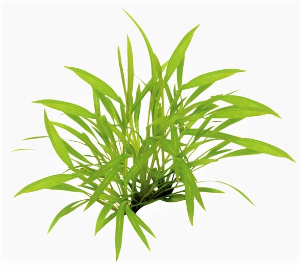 Helanthium tenellum - grasartige Zwergschwertpflanze eine tolle seltene pflanze