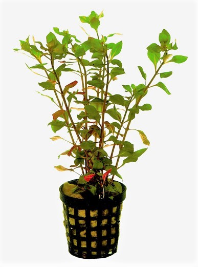 Ludwigia Palustris rot - rote Ludwigie kaufen, ludwigia Wasserpflanzen und aquariumpflanzen kaufen