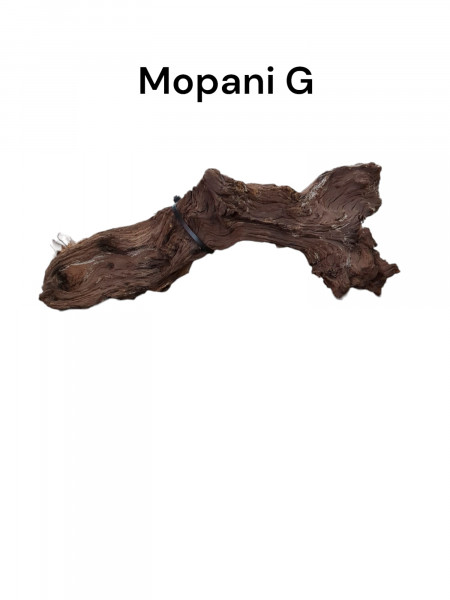 unsere Mopani G als perfekte wurzel für dein Aquarium oder Tarrariumprojekt