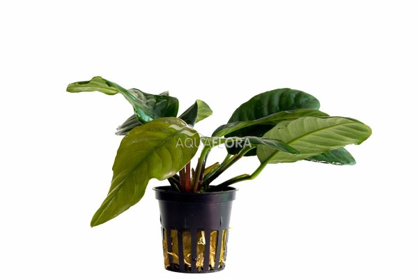 Anubias barteri var. coffeifolia - Kaffeeblättriges Speerblatt