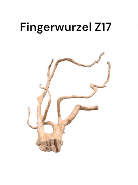 Fingerwurzel Z17 kleine Wurzel für Nanoaquarien, Wurzel für kleine Aquarien, Wurzelholz, Dekoration für das Aquarium, online bestellen