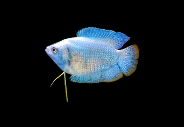 Cosila lalia neon blau der blaue Zwergfadenfisch kaufen für dei nAquarium Zwergfadenfische online