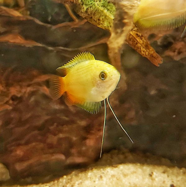 Cosila chona gold der goldene gelbe Honiggurami für kleine aquarien, Honigfadenfisch online kaufen