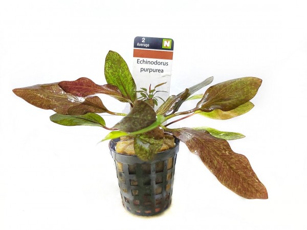 Echinodorus purpurea kaufen die kleine rote Schwertpflanze kaufen rote Schwertpflanze im Aquarium Zwergschwertpflanze
