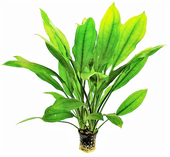 Echinodorus bleheri - Amazonasschwertpflanze