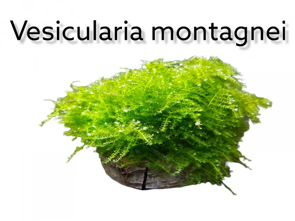 Vesicularia montagnei - Christmas Moos kaufen, christmas moos im aquarium versicularia montagei kaufen