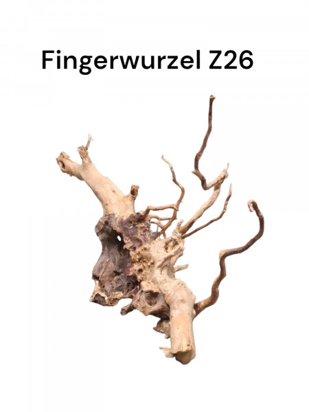 Fingerwurzel Z26 spinnenartiges Holz, Waldwurzeloptik, Wurzelholz, Aquarienwurzel, natürliche Dekoration, online günstig bestellen