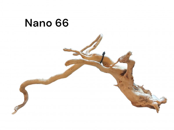 Nano Fingerwurzel Nr. 66