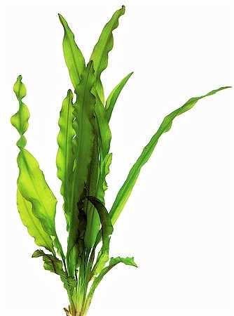 Aponogeton crispus - krause Wasserrähre eine tolle hellgrüne robuste Wasserpflanze für hohe Aquarien bei Aquaristikwelt Dresden