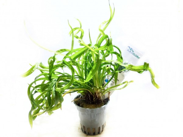 Echinodorus vesuvius korkenzieher Schwertpflanze kaufen korkenzieher Schwertpflanze , Helanthium bolivianum