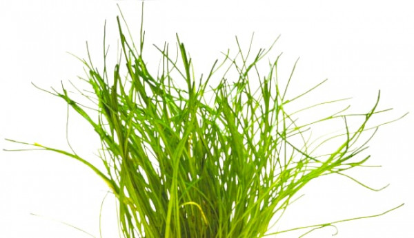 Lilaeopsis mauritiana feine Graspflanze aus Brasilien für Aquariumpflanzen