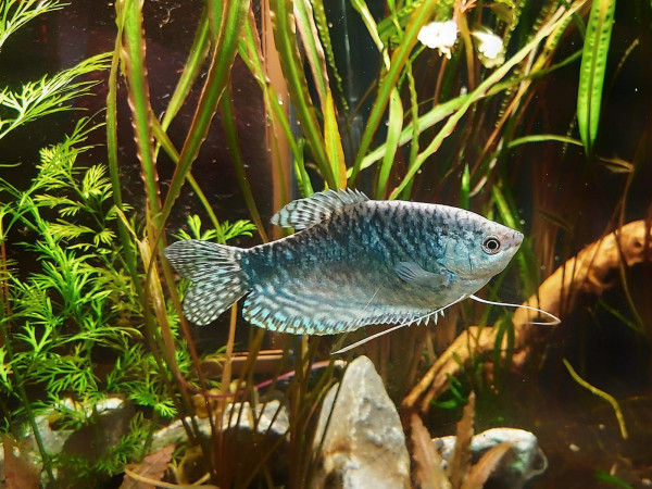 Trichogaster trichopterus der blaue Fadenfisch online kaufen