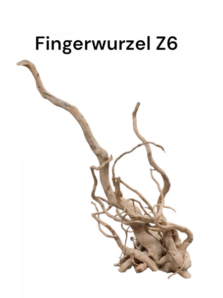 Fingerwurzel Z6 als individuelle Aquariumdekoration