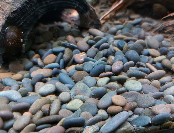 Beach Pebbles Kies 4-6mm - kleine Flusskiesel