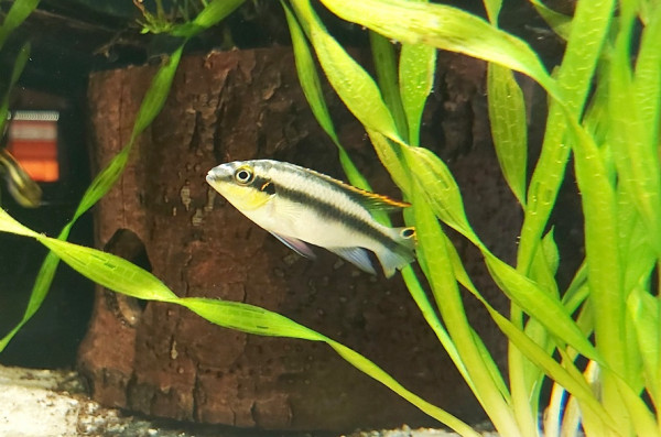 Pelvicachromis pulcher - pupurprachtbuntbarsch