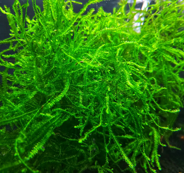 Callicostella prabaktiana - kriechendes Moos Rarität Aquarium moos kaufen tolles Moos für dein Aquarium