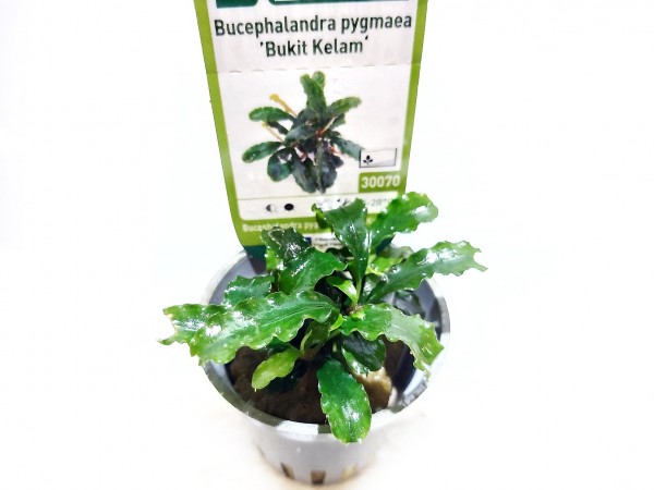 Bucephalandra pygmaea bukit kelam kaufen, pygmaea bucephalandra kaufen
