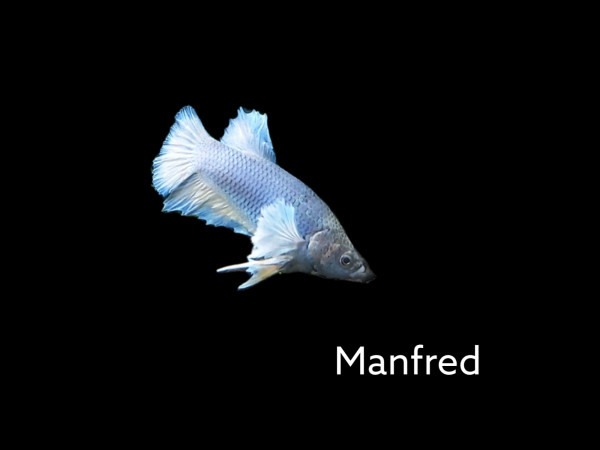 Unser Kampffisch Manfred aus eigener Nachzcht, Betta splendens weiß blau Kampffisch kaufen