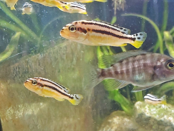 Melanochromis auratus der Türkies Goldbarsch kaufen aus dem malawi SEe