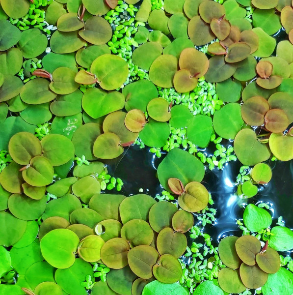 Phyllanthus fluitans - Schwimm Wolfsmilch oder schwimmende Wolfsmilch rote schwimmpflanze im aquarium