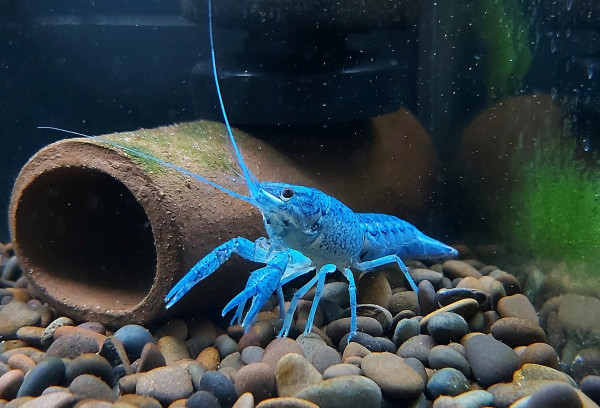 Procambarus alleni - blauer Floridakrebs