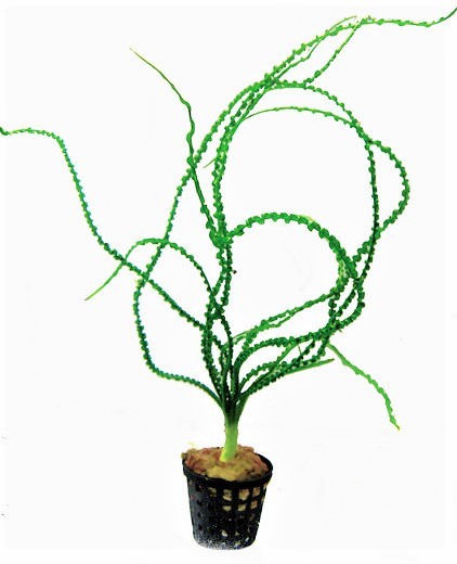 Crinum Calamistratum - Dauerwellen-Hakenlilie die tolle Wasserpflanze und weitere schöne Aquarienpflanzen bei Aquaristikwelt Dresden