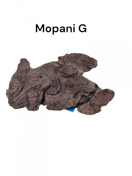 unsere Mopani G als perfekte wurzel für dein Aquarium oder Tarrariumprojekt