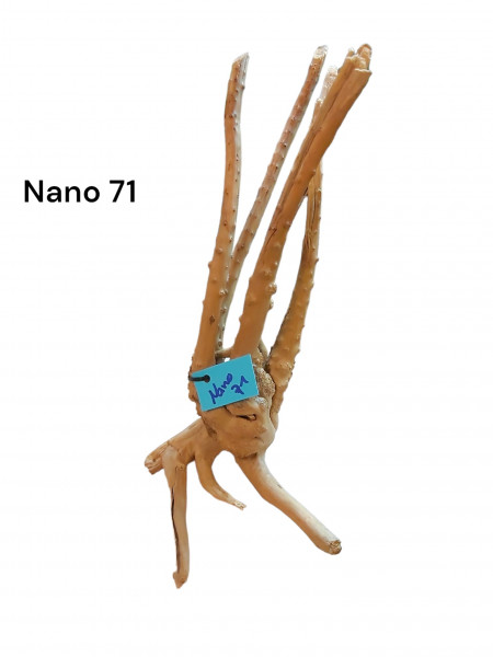 Nano Fingerwurzel Nr. 71