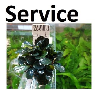 Wasserpflanzen Service für euer Aquarium jetzt ganz einfach dazubestellen